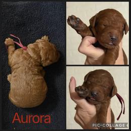 Aurora - Red  female Poodle puppy in Mount Vernon, Illinois from AMC Poodles