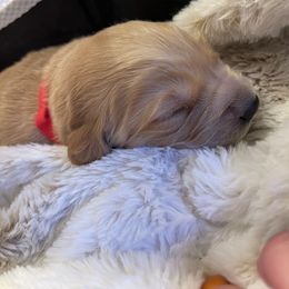 Golden Retriever Puppies from Tradershire Goldens
