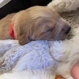 Golden Retriever Puppies from Tradershire Goldens