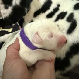 Girl 1 - White and black female Dalmatian puppy in Newfoundland, Pennsylvania from Poconopaws
