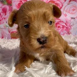 Balsam - Red female Havanese puppy in Clermont, Florida from Country Sweet Havanese and Creative Coaching