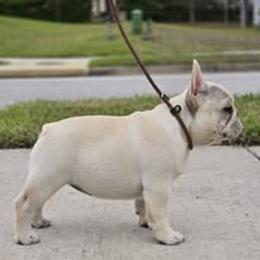 French Bulldog Puppies from Reds Frenchies