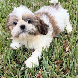Smiley - Tricolor male Shih Tzu puppy in Saint Johns, Florida from BEH Puppies LLC