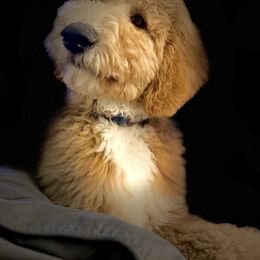 Goldendoodle and Labradoodle All Grown Up from Brock Farm Doodles, LLC