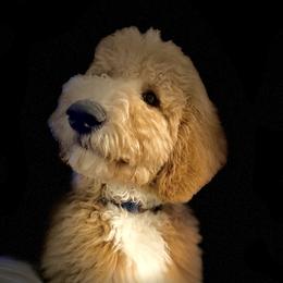 Goldendoodle and Labradoodle All Grown Up from Brock Farm Doodles, LLC