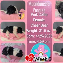 Pink Collar Female (Cheer Bear) - Parti female Poodle puppy in Lillian, Alabama from Moondancers Poodles