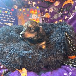 Derek(McDreamy)Greys Anatomy Litter - Piebald male Dachshund puppy in Proctor, Montana from Blue Star Dachshunds