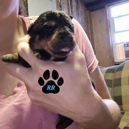 Purple - Black and mahogany female Rottweiler puppy in Tangent, Oregon from Raya's Royals