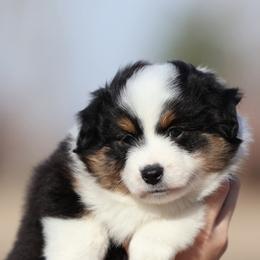 Toy Australian Shepherd puppies from Plum Creek Aussies