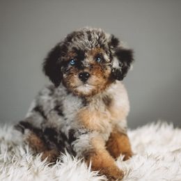 Pluto - Blue merle male Bernedoodle puppy in Caldwell, Idaho from Boise Doodle Co.