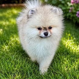 Sable male - Cream sable male Pomeranian puppy in Bourbonnais, Illinois from T & D Poms