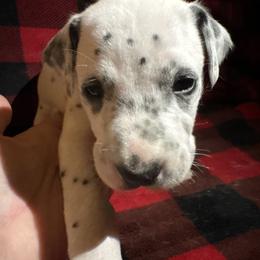 Big Rob - White and black male Dalmatian puppy in Fort Cavasos, Texas from Mainstreet Dalmation