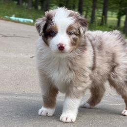 Red Merle male 3 - Red merle male Australian Shepherd puppy in Rolla, Missouri from Lazy J Aussies