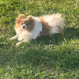 Wisteria - Lavender female Pomeranian puppy in Buck Valley, Pennsylvania from Buck Valley Pomeranians