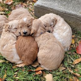 Bernedoodle, Double Doodle, and Goldendoodle Puppies from Winding Creek Ranch