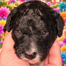 Smidge - Parti female Goldendoodle puppy in Allegan, Michigan from Cocoa Doodles