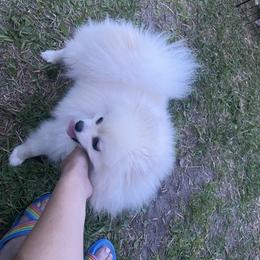 Agatha - Pomeranian