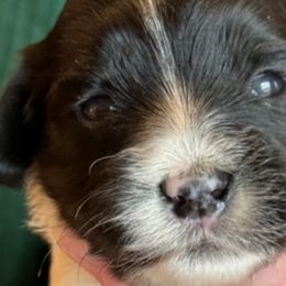 Boy 1 - Black and white Havanese puppy in Anderson, South Carolina from Cralyn's