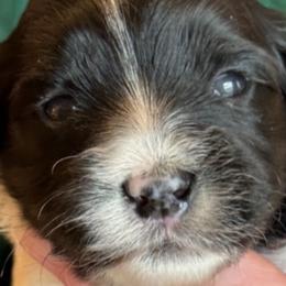 Boy 1 - Black and white Havanese puppy in Anderson, South Carolina from Cralyn's