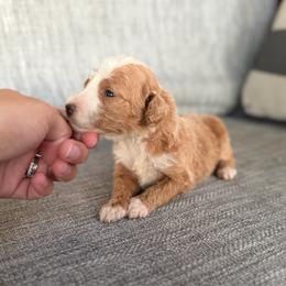 Girl 3 - Red female Bernedoodle puppy in Spring Hill, Florida from Ohana Doodles