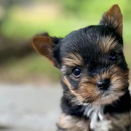 Yorkshire Terriers from Peony Garden Yorkshire Terriers