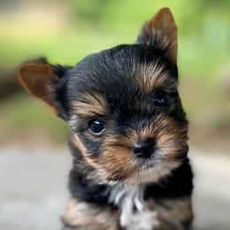 Yorkshire Terriers from Peony Garden Yorkshire Terriers