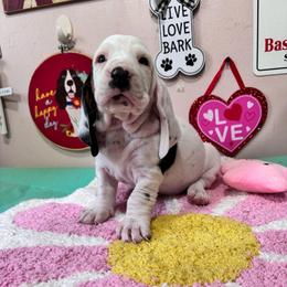 Pip - Black brown and white female Basset Hound puppy in Pilot Mtn, North Carolina from Lowdown Love Basset Hounds