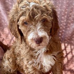 Leo - Red  male Goldendoodle puppy in Maricopa, Arizona from AZ Designer Goldendoodles