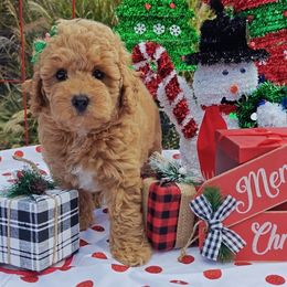 Terence - Apricot male Poodle puppy in Dallas, Texas from Halo's Heroes Doodles