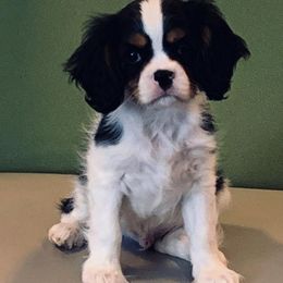 Cavalier King Charles Spaniels from SweetVirginia Cavalier King Charles Spaniels