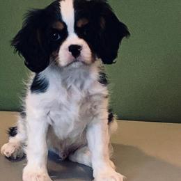 Cavalier King Charles Spaniels from SweetVirginia Cavalier King Charles Spaniels