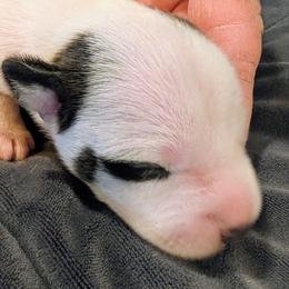 Tattoo - Black and white male Parson Russell Terrier puppy in Whitehall, Montana from Montana Jacks
