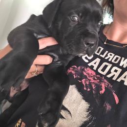 Odin - Black male Cane Corso puppy in Asheville, North Carolina from MTO KENNELS