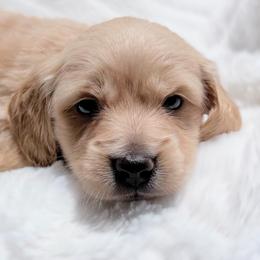 Mark - Red male Dachshund puppy in Richmond, Virginia from Irresistible Dachshunds & Cavaliers
