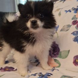 Eiko - Black parti female Pomeranian puppy in Tampa, Florida from Diana's Pomeranians