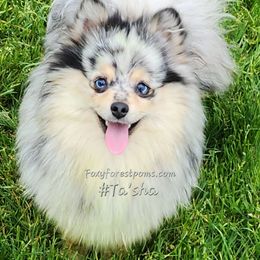 Ta'sha - Pomeranian