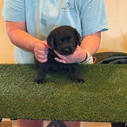 Boy 3 - Black male Labrador Retriever puppy in Whigham, Georgia from Diamond C Labradors