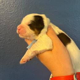 Toad-Light Blue - Tri-color male Bernedoodle puppy in Casper, Wyoming from 307 Doodles