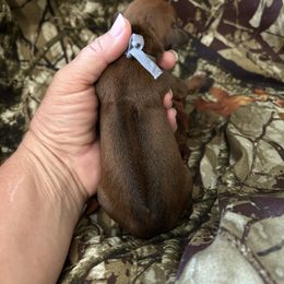 Grey - Rd whtn blk nose male Rhodesian Ridgeback puppy in Ocala, Florida from DogWood Kennels