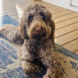 Goldendoodles from Carolina Doodles