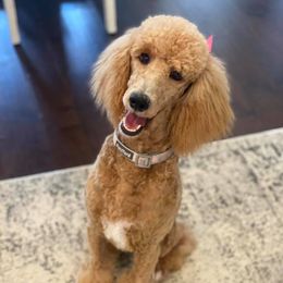 Nova Leigh - Poodle