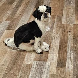 Prim - Shih Tzu