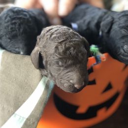 Poodle Puppies from Oakridge Standard Poodle