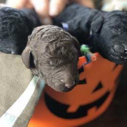 Poodle Puppies from Oakridge Standard Poodle