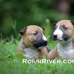 Miniature Bull Terrier puppies from Rossi River Minibulls