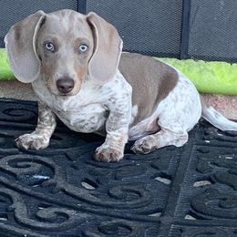 Dachshund Puppies from Over The Moon Dachshunds