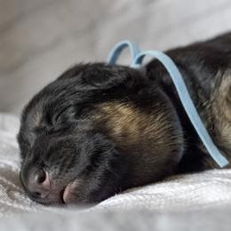 Blue collar female - Black and red female German Shepherd puppy in Shipman, Virginia from Vom Haus Rabenstein