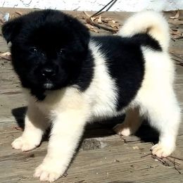 Akita Puppies from Mizuki Akita LLC.