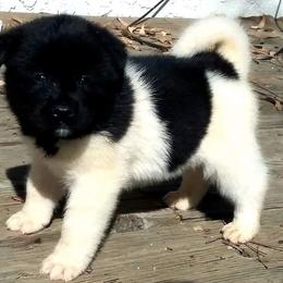 Akita Puppies from Mizuki Akita LLC.