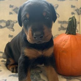Doberman Pinschers from Creekside Dobermans